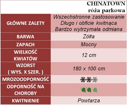 Chinatown róże parkowe gł. zal.
